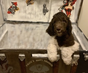 Goldendoodle-Schnoodle (Giant) Mix Puppy for sale in HUDSON, FL, USA