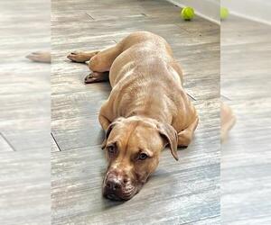 American Staffordshire Terrier-Unknown Mix Dogs for adoption in Waco, TX, USA