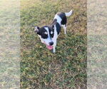 Small #1 Rat Terrier Mix