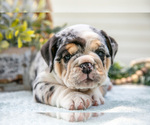 Small #1 Beabull-English Bulldog Mix