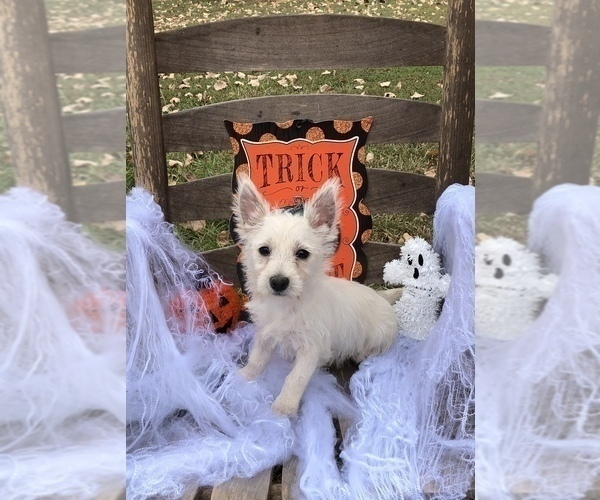 Medium Photo #2 West Highland White Terrier Puppy For Sale in MALVERN, AR, USA