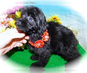 Maltipoo-Poodle (Toy) Mix Puppy for sale in HAMMOND, IN, USA