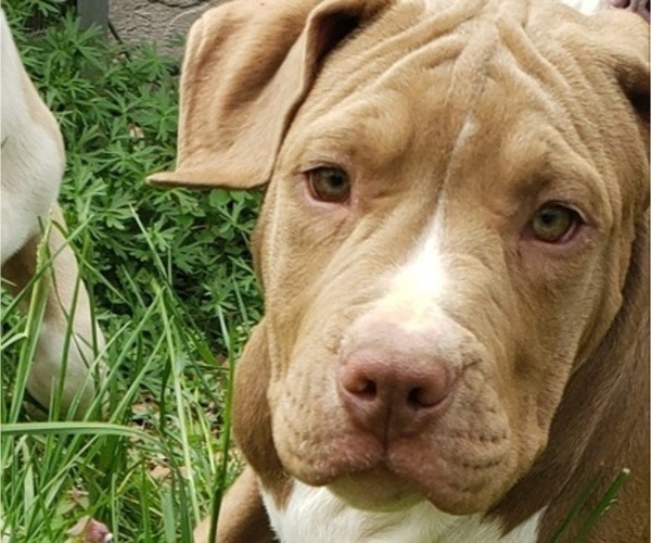 Medium Photo #7 American Bully Puppy For Sale in RISING FAWN, GA, USA