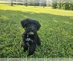 Small #2 Schnauzer (Miniature)