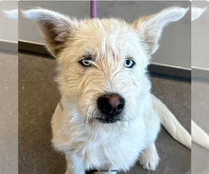 Mutt Dogs for adoption in Vail, AZ, USA