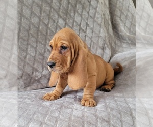 Basset Hound Puppy for sale in ROCHESTER, IN, USA