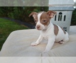 Small Photo #5 Chihuahua Puppy For Sale in HONEY BROOK, PA, USA