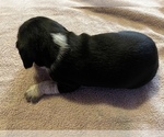 Small Photo #4 Beagle Puppy For Sale in LAFAYETTE, IN, USA