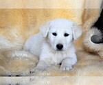 Small #10 Labrador Retriever-Samoyed Mix