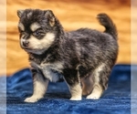 Small #1 Pomsky