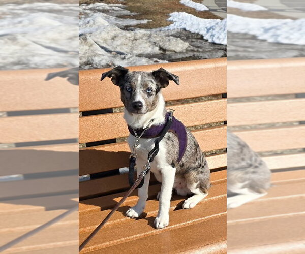 Medium Photo #7 Australian Shepherd-Chihuahua Mix Puppy For Sale in St. Louis Park, MN, USA