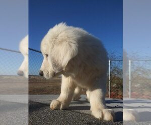 Great Pyrenees Puppy for sale in LINCOLN, CA, USA