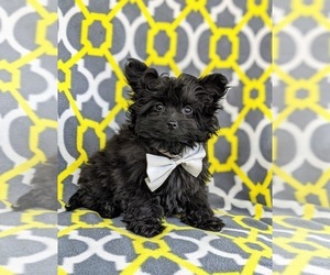 Pomeranian-Poodle (Toy) Mix Puppy for sale in LINCOLN UNIVERSITY, PA, USA