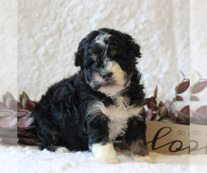 Bernedoodle-Poodle (Miniature) Mix Puppy for sale in NARVON, PA, USA