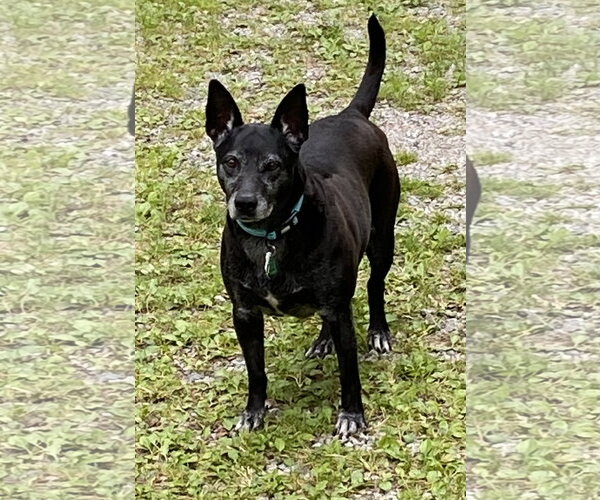 Medium Photo #1 Mutt Puppy For Sale in Rootstown, OH, USA