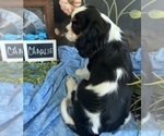 Small #7 Cavalier King Charles Spaniel