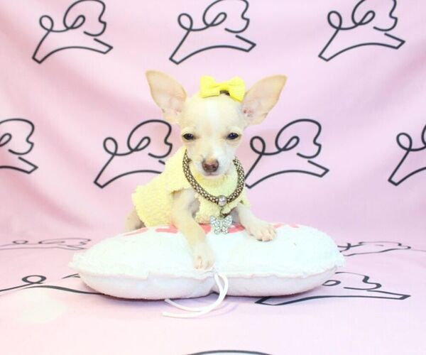 Medium Photo #12 Chihuahua Puppy For Sale in LAS VEGAS, NV, USA