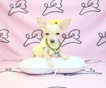 Small Photo #12 Chihuahua Puppy For Sale in LAS VEGAS, NV, USA