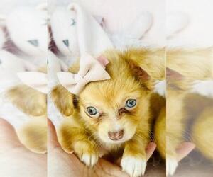 Chihuahua Puppy for sale in BOCA RATON, FL, USA