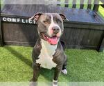 Small American Pit Bull Terrier