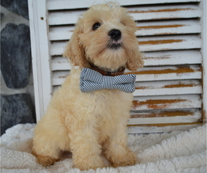 Cock-A-Poo Puppy for sale in HONEY BROOK, PA, USA