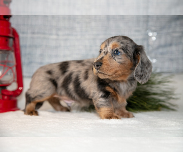 Medium Photo #6 Dachshund Puppy For Sale in GOSHEN, IN, USA