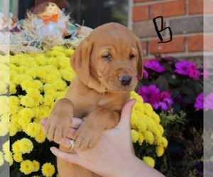 Labrador Retriever Puppy for sale in LAFAYETTE, TN, USA