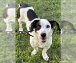 Small #5 Basset Hound Mix