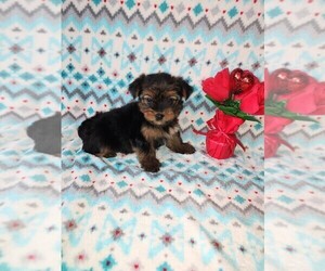 Yorkshire Terrier Litter for sale in LAPEER, MI, USA