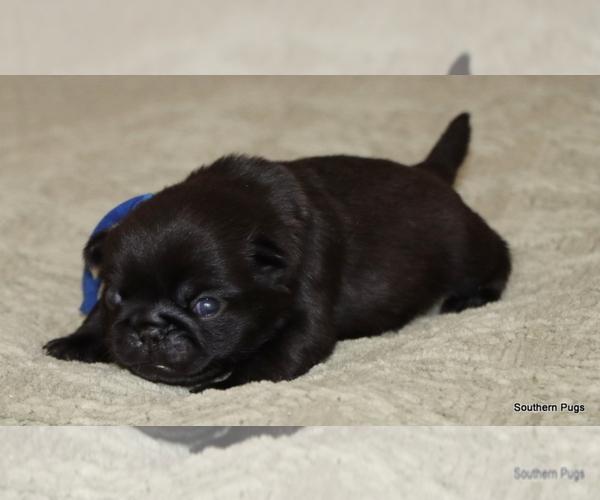 Medium Photo #12 Pug Puppy For Sale in WINNSBORO, TX, USA