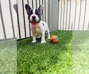 French Bulldog Puppy for sale in PRINCETON, FL, USA