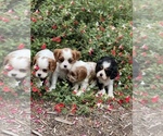 Small Photo #10 Cavalier King Charles Spaniel Puppy For Sale in MONTECITO, CA, USA