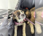 Ember - Female Bernese Mountain Dog-Unknown Mix Dog for Adoption - Small photo