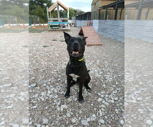 DK- King - Male Mutt Dog for Adoption - Photo #3