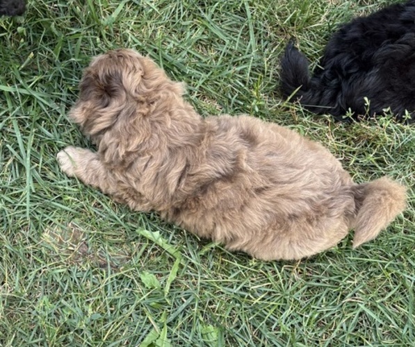Medium Photo #7 Aussiedoodle-Labradoodle Mix Puppy For Sale in WAYNESFIELD, OH, USA