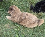 Small #6 Aussiedoodle-Labradoodle Mix