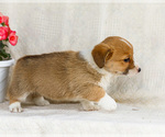 Small Photo #20 Pembroke Welsh Corgi Puppy For Sale in WAKARUSA, IN, USA