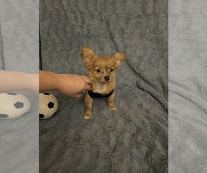 Chihuahua Puppy for sale in PHILADELPHIA, PA, USA