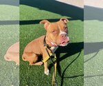 Small Photo #4 Boston Terrier-Boxer Mix Puppy For Sale in phoenix, AZ, USA