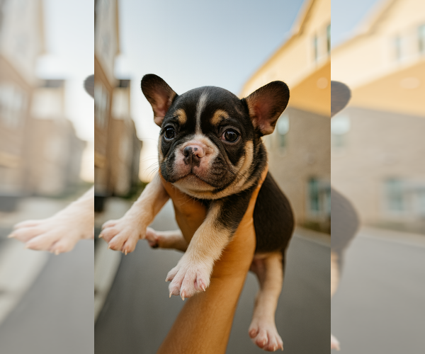 Medium Photo #6 French Bulldog Puppy For Sale in ATLANTA, GA, USA
