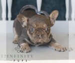 Small #2 French Bulldog