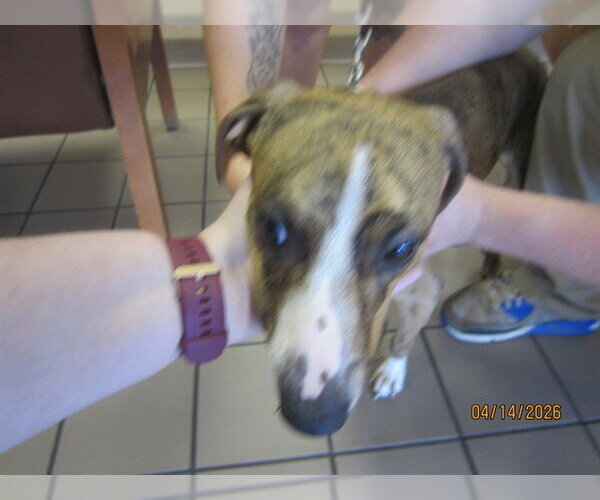 Medium Photo #1 American Pit Bull Terrier-Whippet Mix Puppy For Sale in Ocala, FL, USA