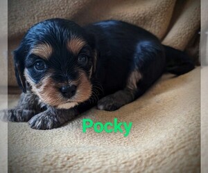Cavaton Puppy for sale in WAUKESHA, WI, USA