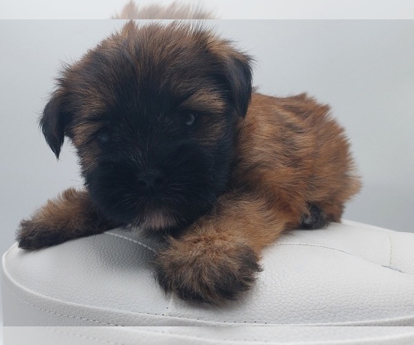 Medium Photo #3 Poodle (Toy)-Yorkshire Terrier Mix Puppy For Sale in BARSTOW, CA, USA