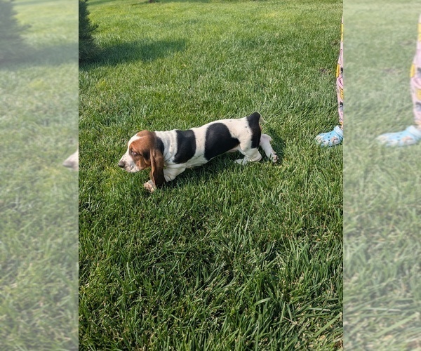 Medium Photo #9 Basset Hound Puppy For Sale in JEROME, ID, USA