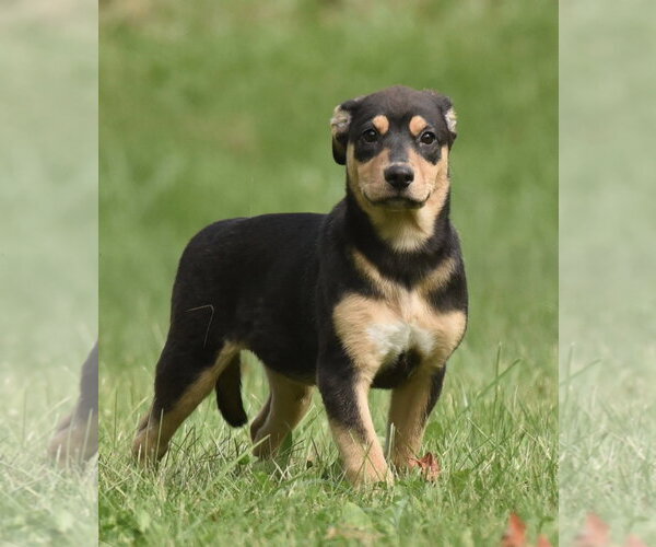 Medium Photo #4 Australian Shepherd-Unknown Mix Puppy For Sale in Mechanicsburg, PA, USA