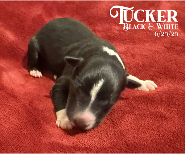 Medium Photo #7 Border Collie Puppy For Sale in PARIS, TX, USA