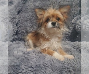 Australian Shepherd-Pomeranian Mix Puppy for sale in GOSHEN, IN, USA