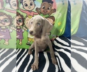 Weimaraner Puppy for Sale in ELKTON, Kentucky USA
