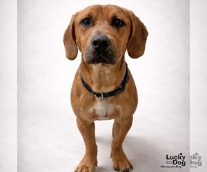 Bassetdor Dogs for adoption in Washington, DC, USA